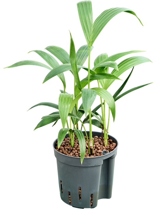 Planta naturala de interior Tuff D20xH40cm Kentia (Howea) forsteriana P13/12cm in hidrogranule