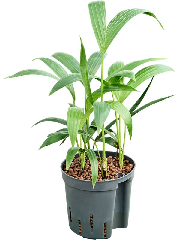 Planta naturala de interior Tuff D20xH40cm Kentia (Howea) forsteriana P13/12cm in hidrogranule