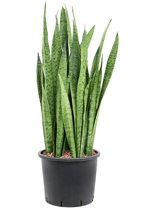 Planta naturala de interior Tuff D35xH105cm Sansevieria zeylanica P30/26cm in hidrogranule