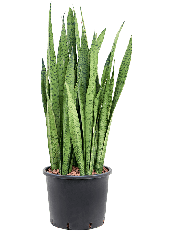 Planta naturala de interior Tuff D35xH105cm Sansevieria zeylanica P30/26cm in hidrogranule
