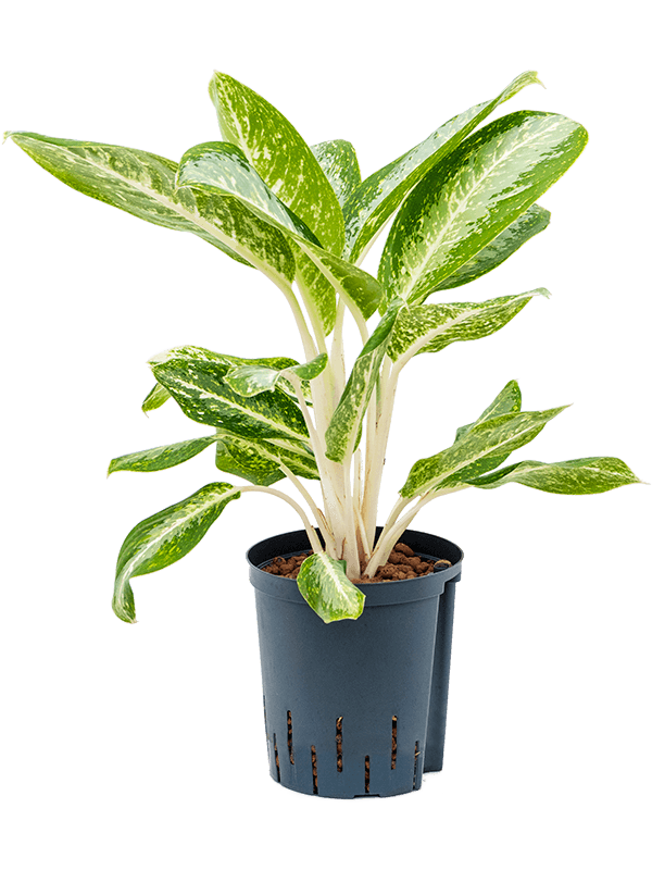 Planta naturala de interior Tuff D35xH60cm Aglaonema 'Anouk' P18/19cm in hidrogranule