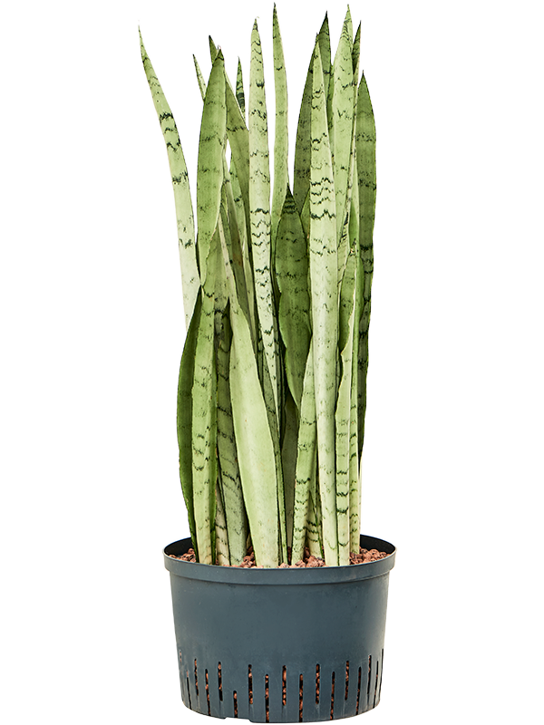 Planta naturala de interior Tuff D35xH90cm Sansevieria trifasciata 'Silver Mist' P28/19cm in hidrogranule