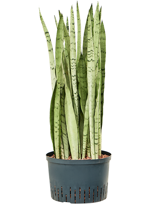 Planta naturala de interior Tuff D35xH90cm Sansevieria trifasciata 'Silver Mist' P28/19cm in hidrogranule