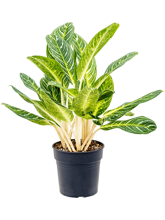 Planta naturala de interior Tuff D65xH85cm Aglaonema 'Key Lime' PS27/25cm in pamant