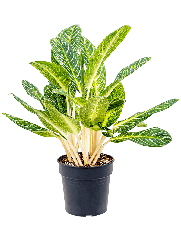 Planta naturala de interior Tuff D65xH85cm Aglaonema 'Key Lime' PS27/25cm in pamant