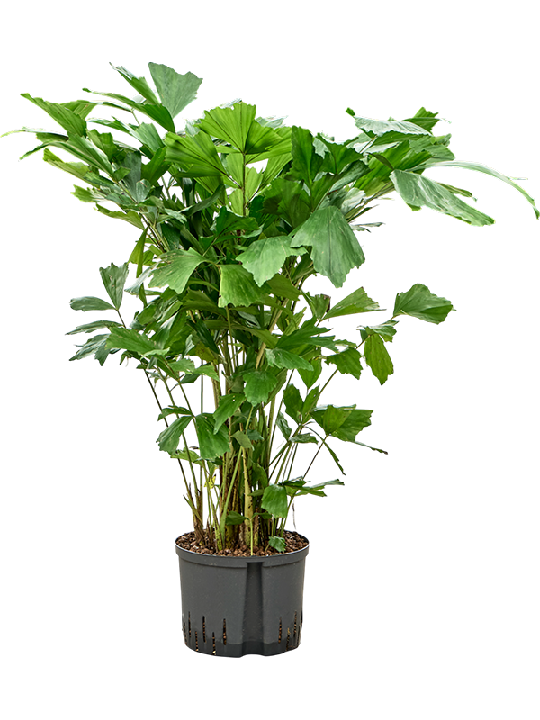 Planta naturala de interior Tuff D70xH100cm Caryota mitis P25/19cm in hidrogranule