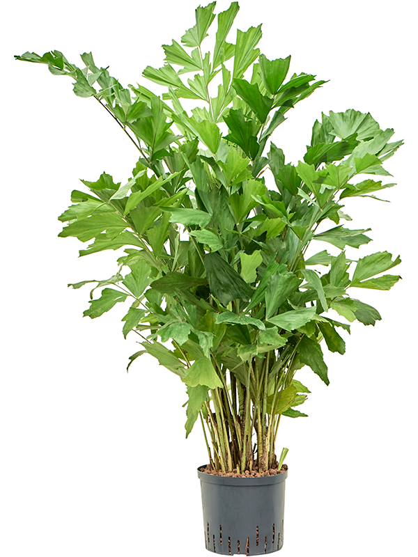 Planta naturala de interior Tuff D70xH120cm Caryota mitis P25/19cm in hidrogranule