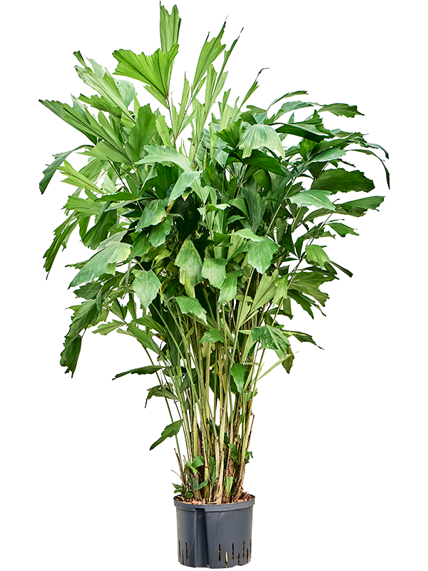Planta naturala de interior Tuff D70xH140cm Caryota mitis P28/19cm in hidrogranule