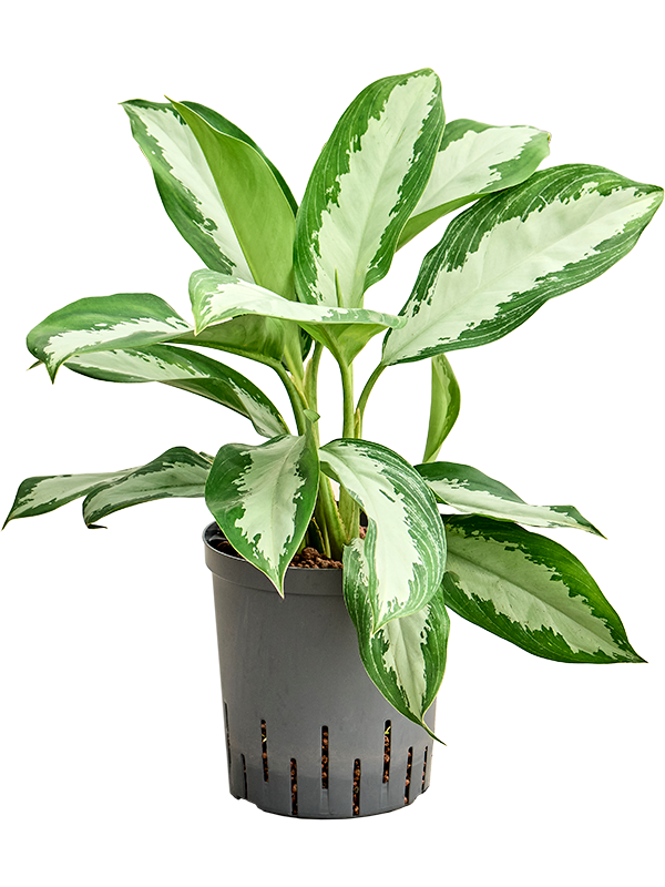 Planta naturala de interior Tufft D35xH65cm Aglaonema 'Diamond bay' P18/19cm in hidrogranule