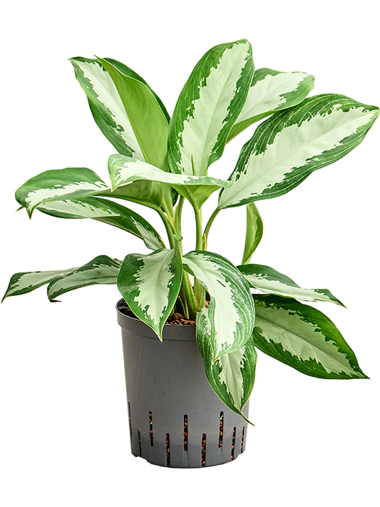 Planta naturala de interior Tufft D35xH65cm Aglaonema 'Diamond bay' P18/19cm in hidrogranule