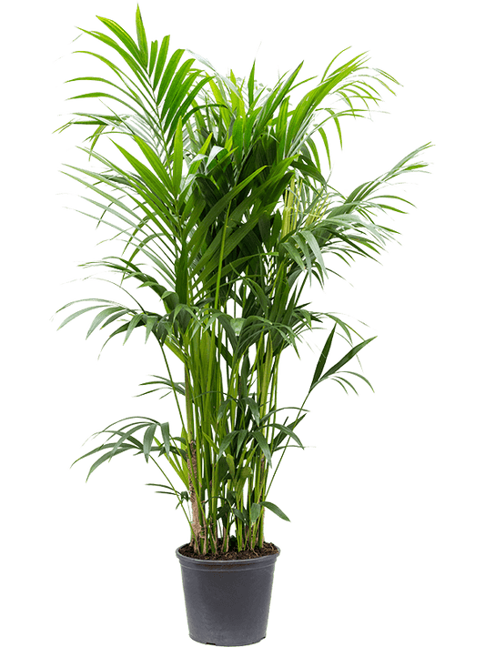 Planta naturala de interior Tuft 10/12pp D60xH180cm Kentia (Howea) forsteriana PS32/28cm in pamant