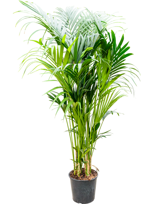 Planta naturala de interior Tuft 10/12pp D70xH200cm Kentia (Howea) forsteriana PS32/28cm in pamant