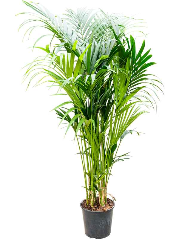 Planta naturala de interior Tuft 10/12pp D70xH200cm Kentia (Howea) forsteriana PS32/28cm in pamant