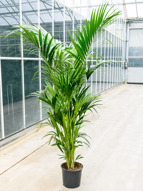 Planta naturala de interior Tuft 10/12pp D85xH220cm Kentia (Howea) forsteriana PS32/28cm in pamant