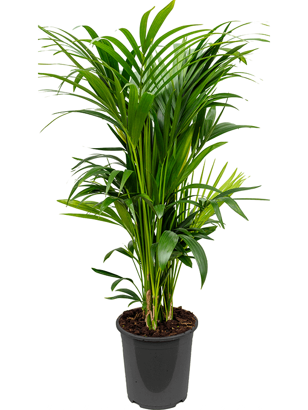 Planta naturala de interior Tuft 10pp D60xH120cm Kentia (Howea) forsteriana PS27/26cm in pamant