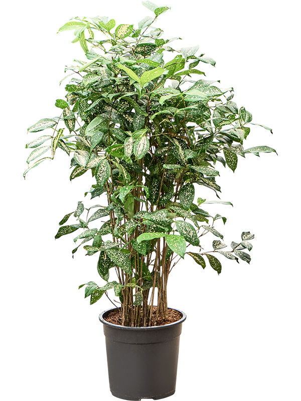Planta naturala de interior Tuft (110-130) D50xH110cm Dracaena godseffiana (110-130) PS24/23cm in pamant