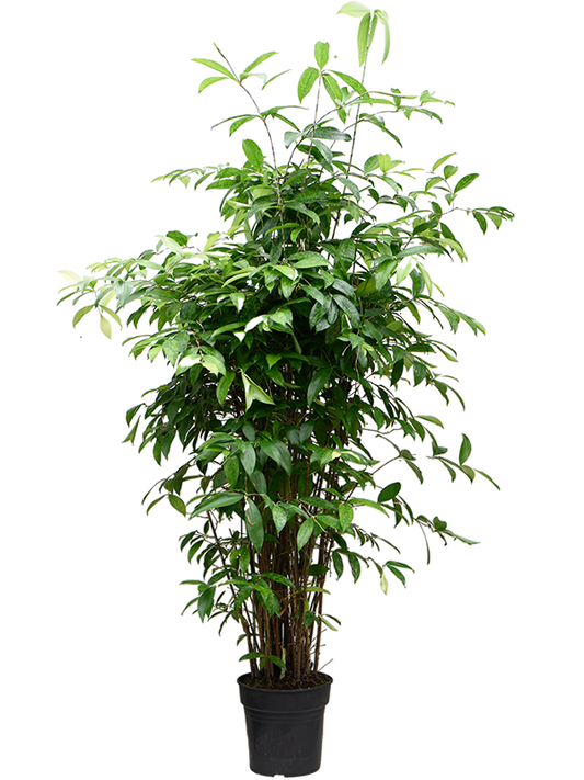 Planta naturala de interior Tuft (125-150) D55xH130cm Dracaena surculosa (125-150) PS27/25cm in pamant