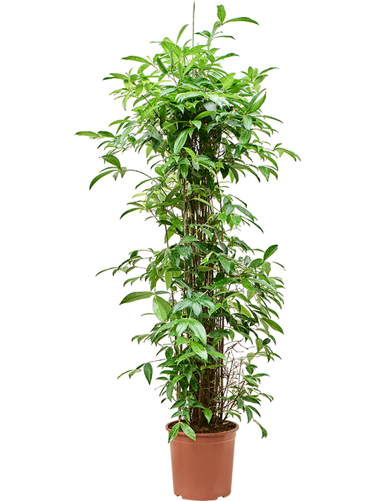 Planta naturala de interior Tuft (140-170) D60xH180cm Dracaena surculosa (140-170) PS30/28cm in pamant