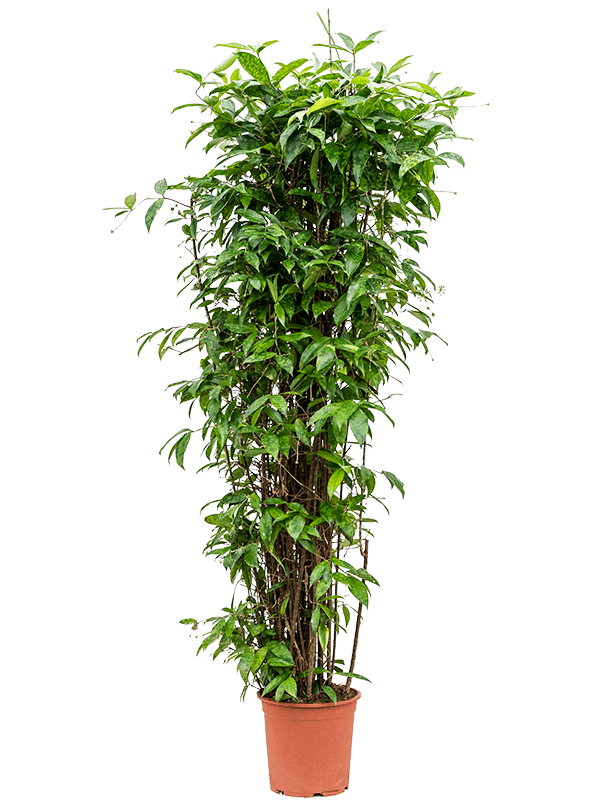 Planta naturala de interior Tuft (160-200) D70xH185cm Dracaena surculosa (160-200) PS40/32cm in pamant