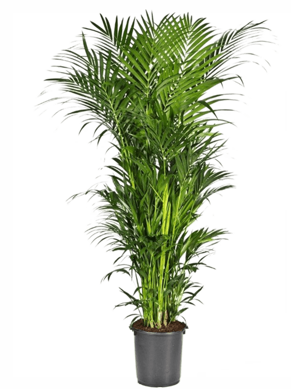 Planta naturala de interior Tuft 20pp D130xH250cm Kentia (Howea) forsteriana PS40/40cm in pamant