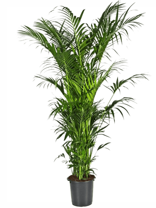 Planta naturala de interior Tuft 20pp D140xH300cm Kentia (Howea) forsteriana PS40/40cm in pamant