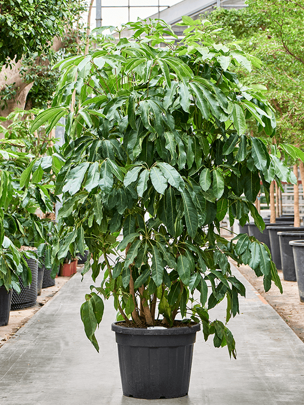 Planta naturala de interior Tuft (250-300) D150xH260cm Schefflera actinophylla 'Amate' PS55/43cm in pamant