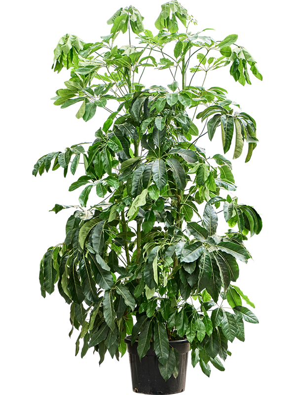 Planta naturala de interior Tuft (250-300) D180xH260cm Schefflera actinophylla 'Amate' PS55/43cm in pamant