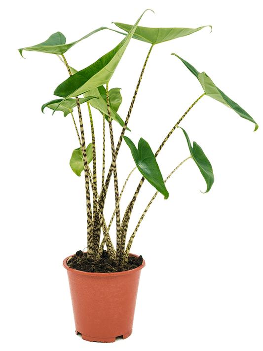 Planta naturala de interior Tuft 2pp D50xH65cm Alocasia zebrina PS19/18cm in pamant