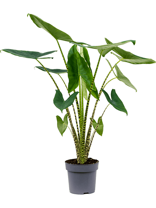 Planta naturala de interior Tuft 2pp D60xH95cm Alocasia zebrina PS24/22cm in pamant