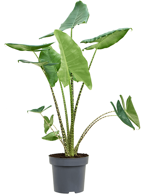 Planta naturala de interior Tuft 2pp D80xH130cm Alocasia zebrina PS32/28cm in pamant