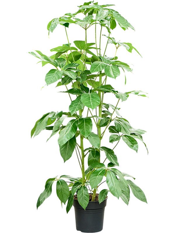 Planta naturala de interior Tuft 2pp D90xH150cm Schefflera actinophylla 'Amate' PS27/25cm in pamant