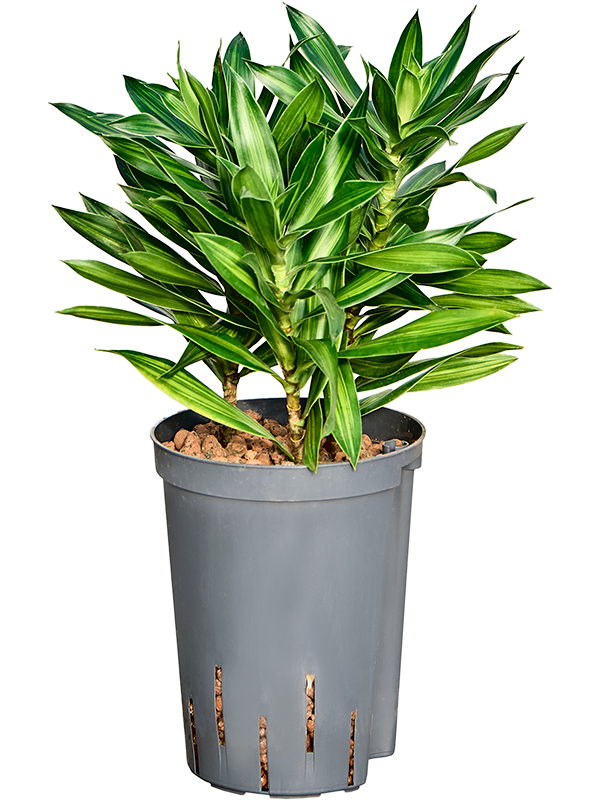 Planta naturala de interior Tuft 3pp D25xH40cm Pleomele (Dracaena) reflexa 'Song of Jamaica' P15/19cm in hidrogranule