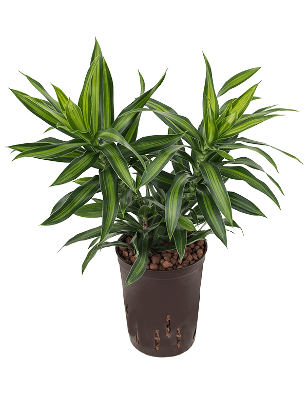 Planta naturala de interior Tuft 3pp D25xH45cm Pleomele (Dracaena) reflexa 'Song of Jamaica' P15/19cm in hidrogranule