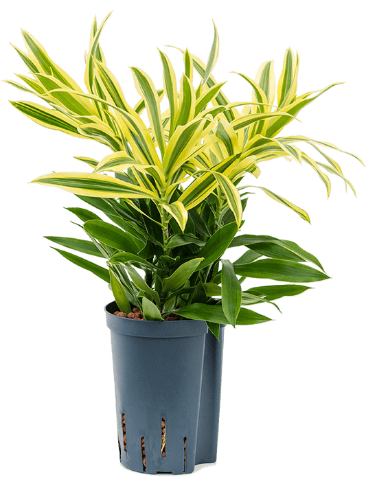 Planta naturala de interior Tuft 3pp D25xH50cm Pleomele (Dracaena) reflexa 'Song of Sri Lanka' P15/19cm in hidrogranule