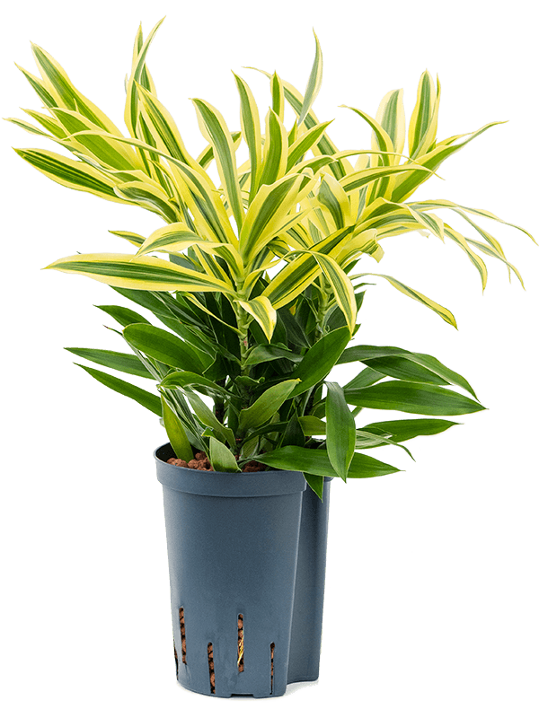 Planta naturala de interior Tuft 3pp D25xH50cm Pleomele (Dracaena) reflexa 'Song of Sri Lanka' P15/19cm in hidrogranule