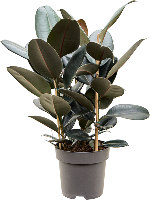 Planta naturala de interior Tuft 3pp D50xH80cm Ficus elastica 'Abidjan' PS27/24cm in pamant