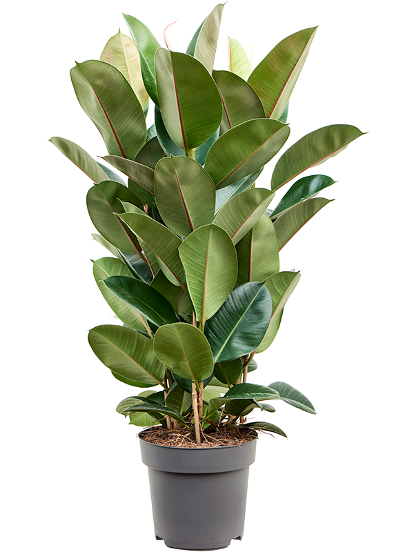 Planta naturala de interior Tuft 3pp D60xH85cm Ficus elastica 'Robusta' PS27/25cm in pamant