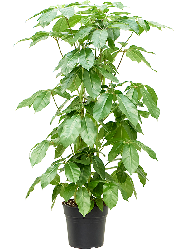 Planta naturala de interior Tuft 3pp D70xH160cm Schefflera actinophylla 'Amate' PS30/27cm in pamant