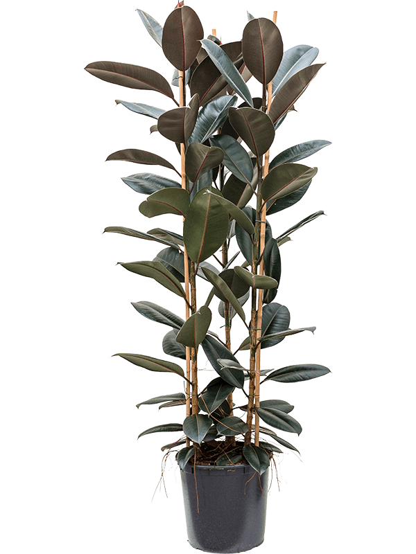 Planta naturala de interior Tuft 3pp D70xH190cm Ficus elastica 'Abidjan' PS35/31cm in pamant