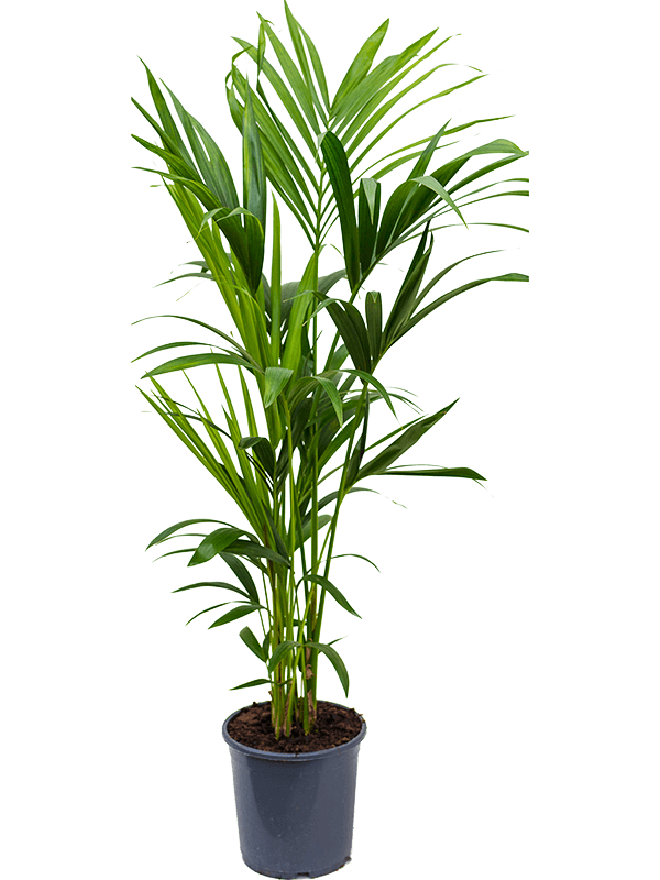 Planta naturala de interior Tuft 4/5pp D40xH120cm Kentia (Howea) forsteriana PS21/19cm in pamant