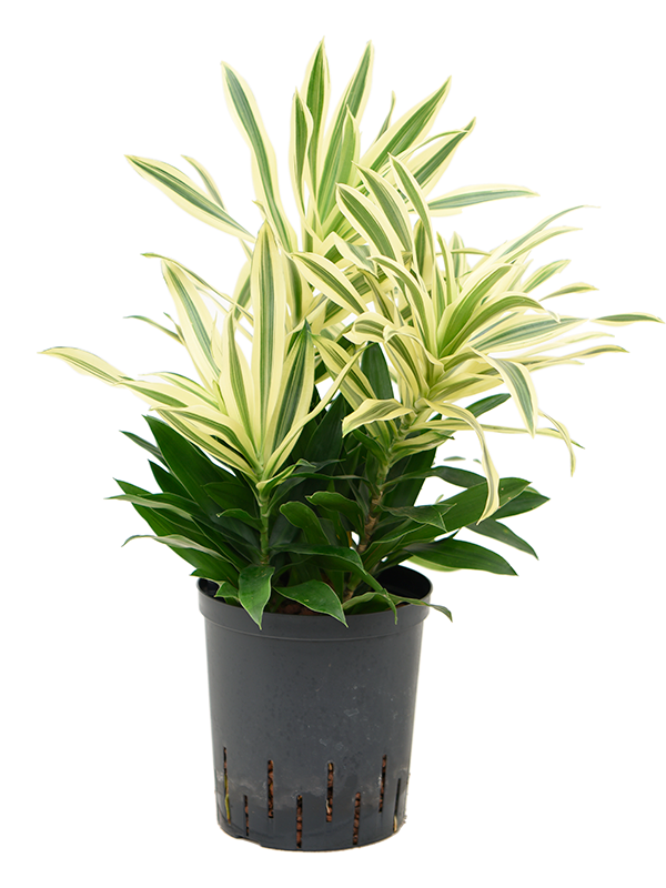 Planta naturala de interior Tuft 4pp D30xH50cm Pleomele (Dracaena) reflexa 'Song of Sri Lanka' P18/19cm in hidrogranule