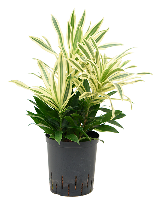 Planta naturala de interior Tuft 4pp D30xH50cm Pleomele (Dracaena) reflexa 'Song of Sri Lanka' P18/19cm in hidrogranule