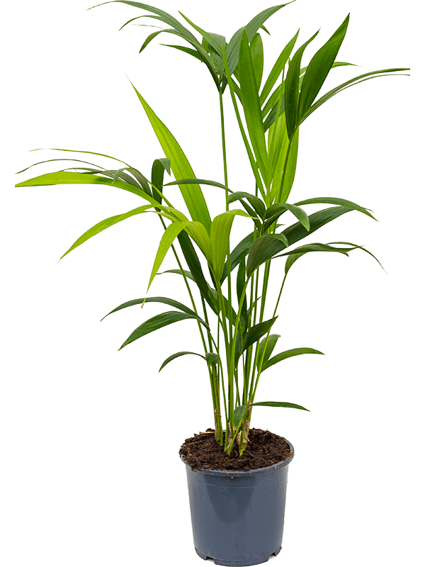 Planta naturala de interior Tuft 4pp D40xH70cm Kentia (Howea) forsteriana PS17/15cm in pamant