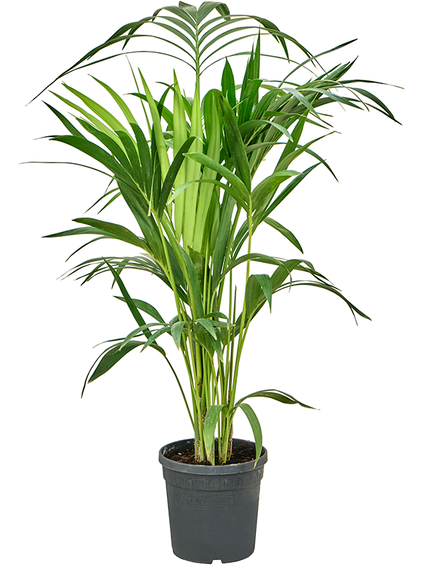 Planta naturala de interior Tuft 4pp D50xH105cm Kentia (Howea) forsteriana PS19/18cm in pamant