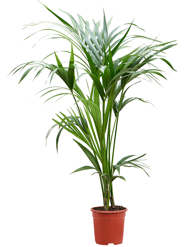 Planta naturala de interior Tuft 4pp D50xH105cm Kentia (Howea) forsteriana PS19/18cm in pamant