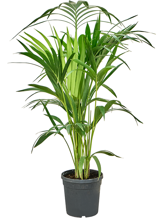 Planta naturala de interior Tuft 4pp D50xH105cm Kentia (Howea) forsteriana PS19/18cm in pamant