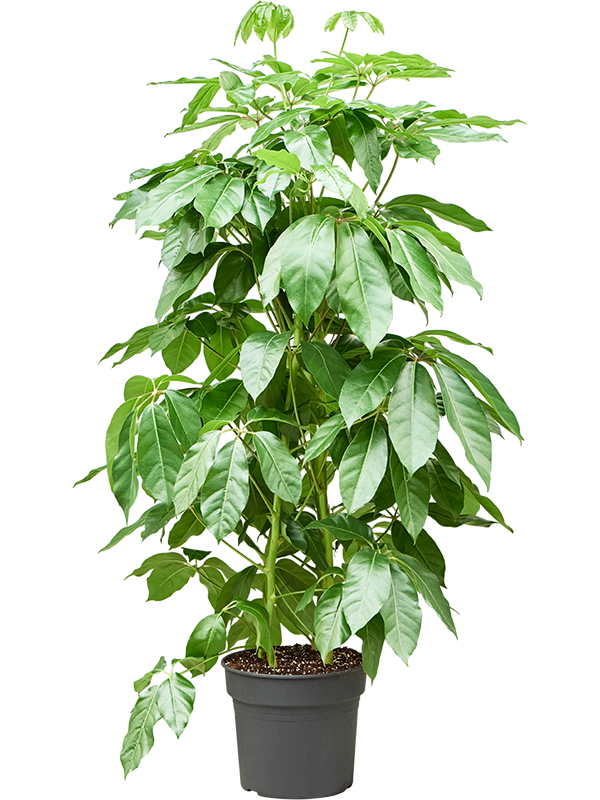 Planta naturala de interior Tuft 4pp D90xH190cm Schefflera actinophylla 'Amate' PS38/32cm in pamant