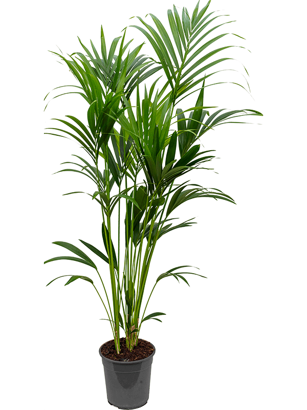 Planta naturala de interior Tuft 5pp D60xH160cm Kentia (Howea) forsteriana PS24/22cm in pamant