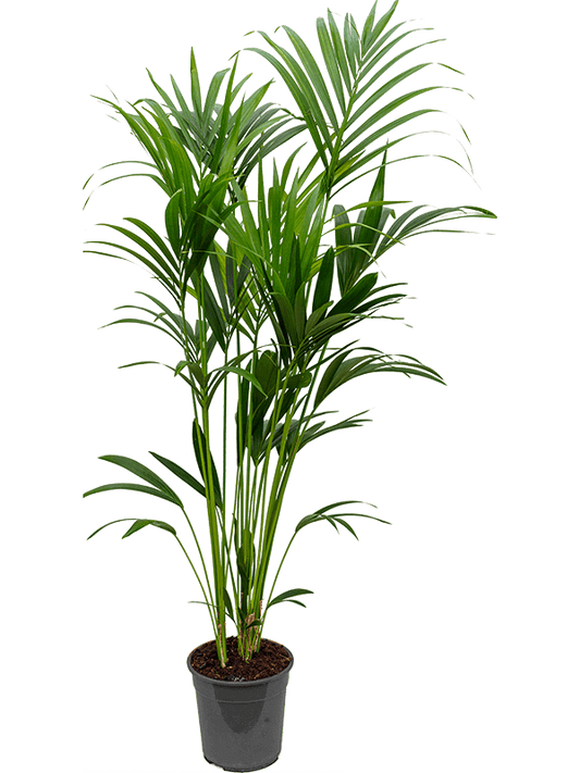Planta naturala de interior Tuft 5pp D60xH160cm Kentia (Howea) forsteriana PS24/22cm in pamant
