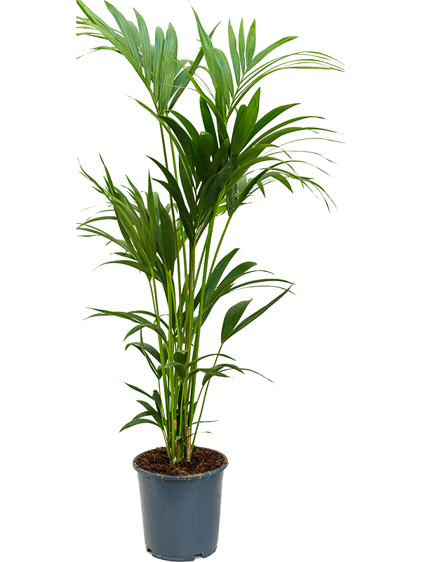 Planta naturala de interior Tuft 5pp D70xH140cm Kentia (Howea) forsteriana PS24/22cm in pamant